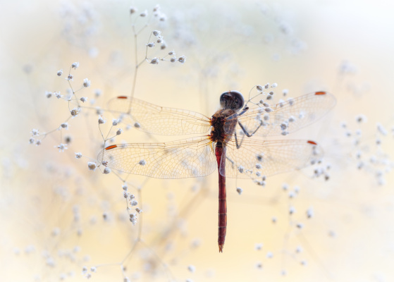 autumn and the dragonfly