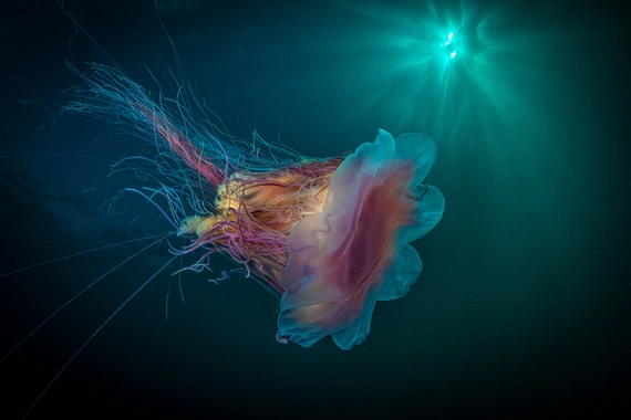 Медуза Cyanea capillata