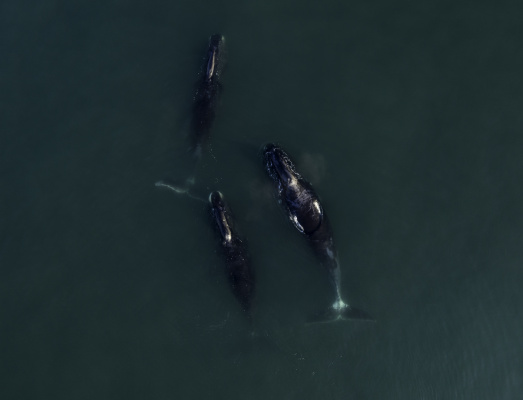 Гренландские киты на рассвете