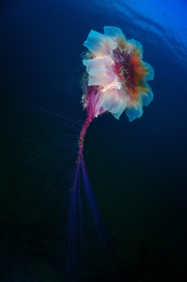 Подводный цветок медузы