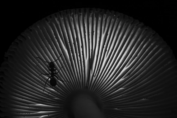 Mushroom graphics