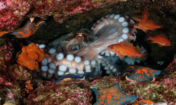 The octopus and its surroundings