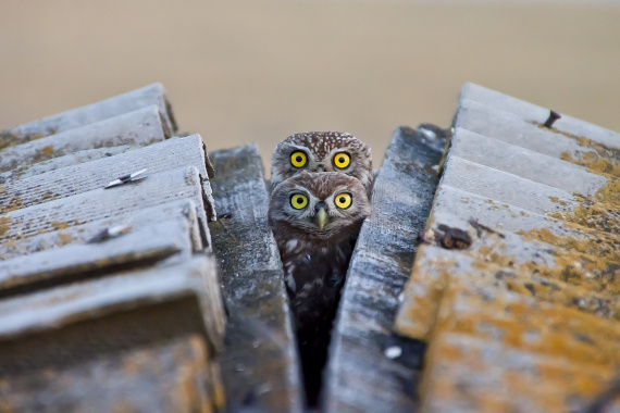 Four-eyed Owl
